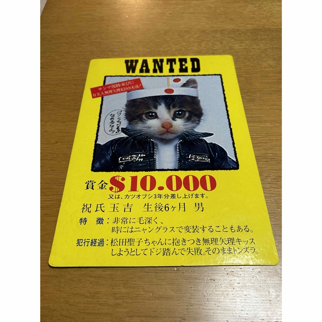 なめネコ 下敷き 10枚セット なめネコ 下敷き 10枚セット 2025年最新
