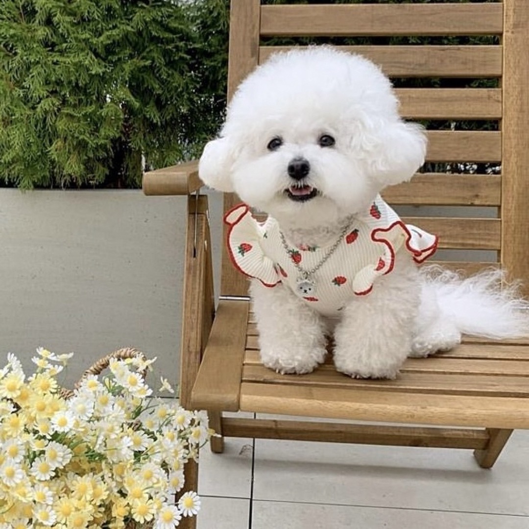 犬服 3S わんこの普段着 ときどき白いちご 犬服 3S わんこの普段着