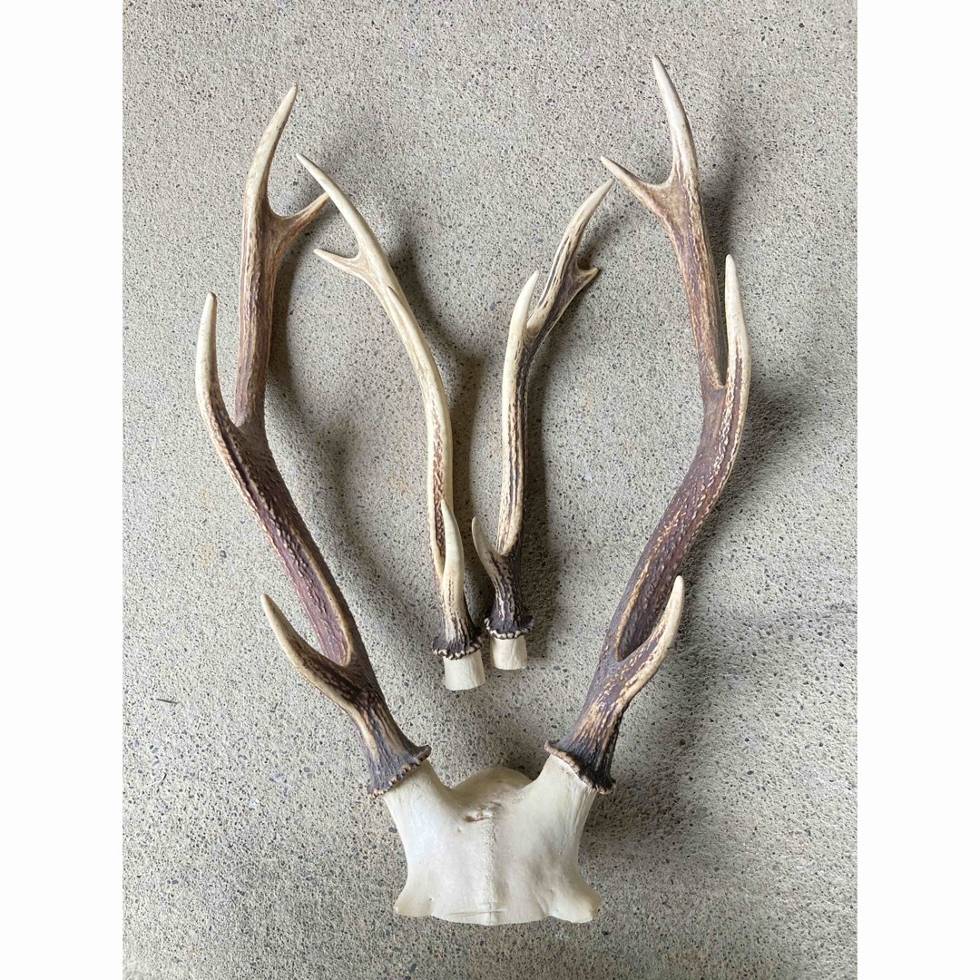 蝦夷鹿（エゾシカ）ハンティングトロフィー 【公式通販】