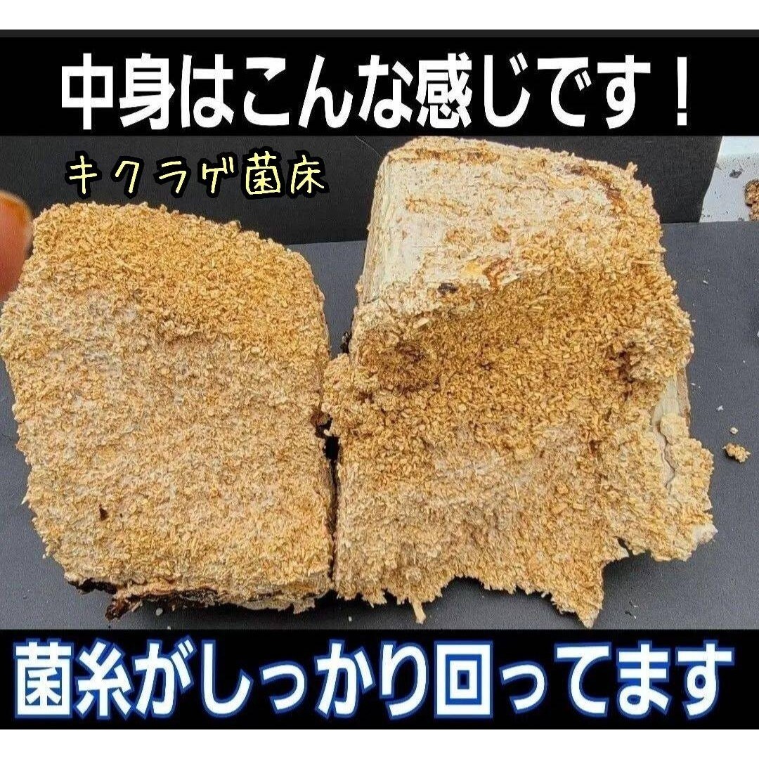カブトムシ幼虫の栄養強化に抜群！マットに埋めるだけ！キクラゲ菌床