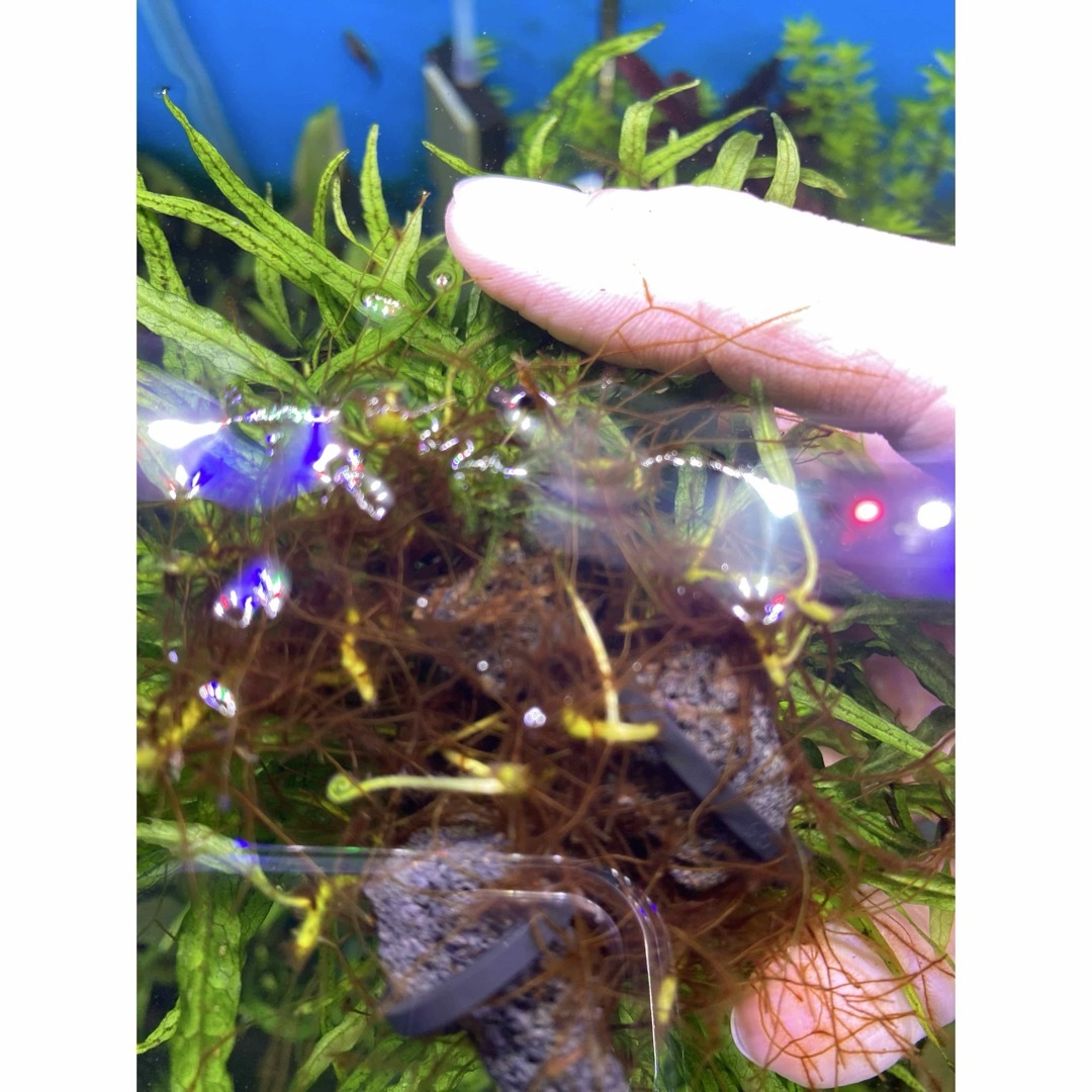 希少】現物限り S石3つセット ミクロソリウム本ナロー 水中葉 溶岩石