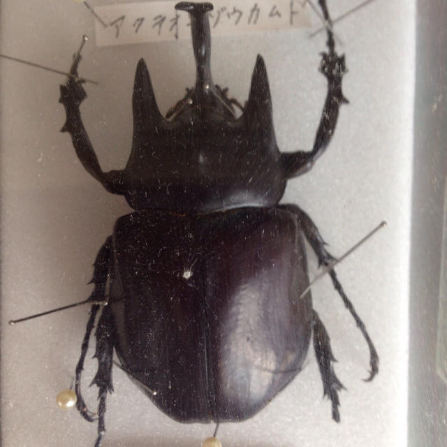 標本☆アクティオン ゾウカブト 標本アクティオンゾウカブト フレンチ