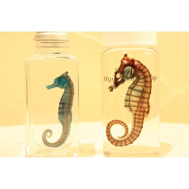 透明標本 魚 オニオコゼ