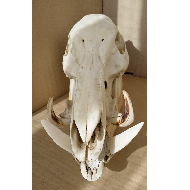 ニホンイノシシの頭蓋骨 下顎付き 約30cm イノシシの頭蓋骨 骨格標本