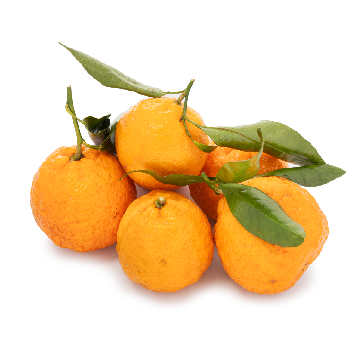 超美品 Golden Nugget Orange ゴールデンナゲット オレンジ 超美品
