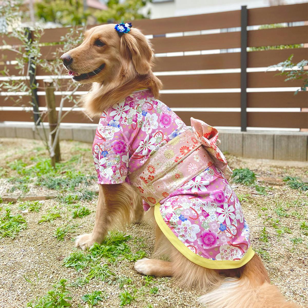 ONEKOSAMA OINUSAMA 振袖 着物風 ペットウェア チャームピンク 6L 大型