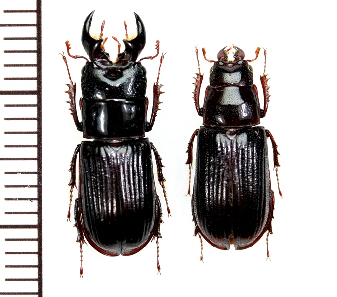 大型 良型 マキシカクワガタ♂野外標本 大型 良型 マキシカクワガタ