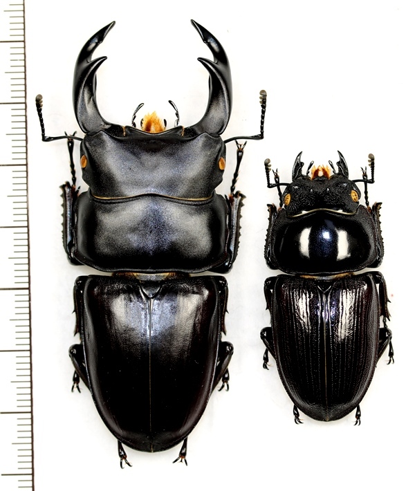 オオクワガタ ペア ♂69.4mm♀43.3mm 佐賀県 - Insect Islands 〜南の