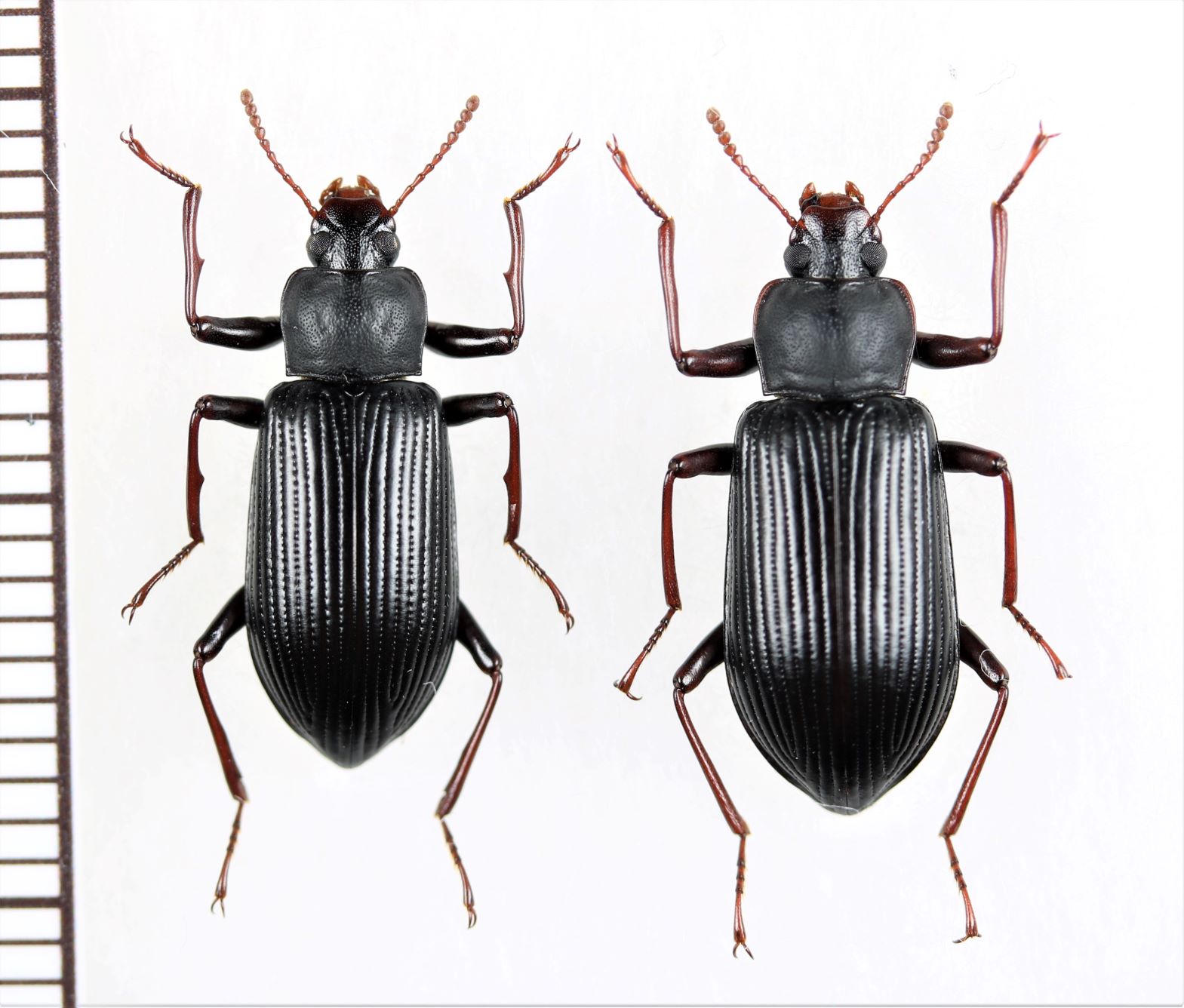 ヒメユミアシゴミムシダマシ ペア 奈良県 - Insect Islands 〜南の島の