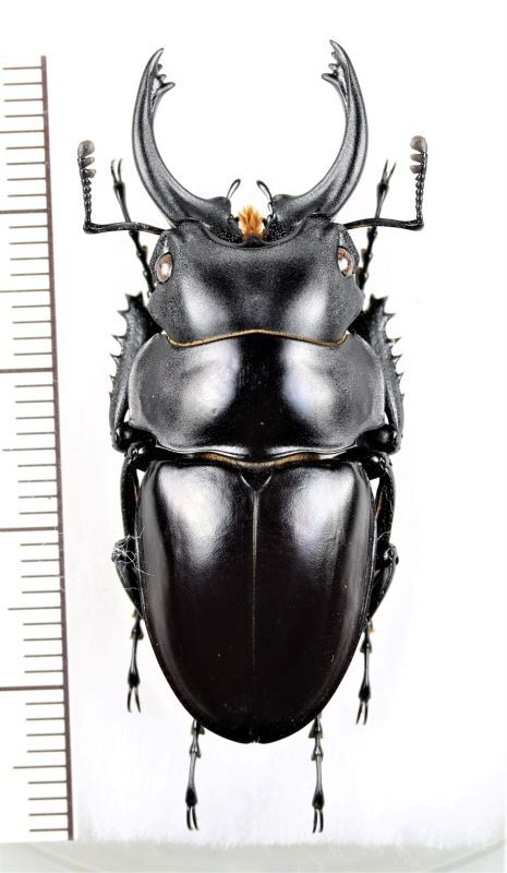 14mm♂】クワガタモドキゴミムシダマシ Calognathus昆虫標本 14mm