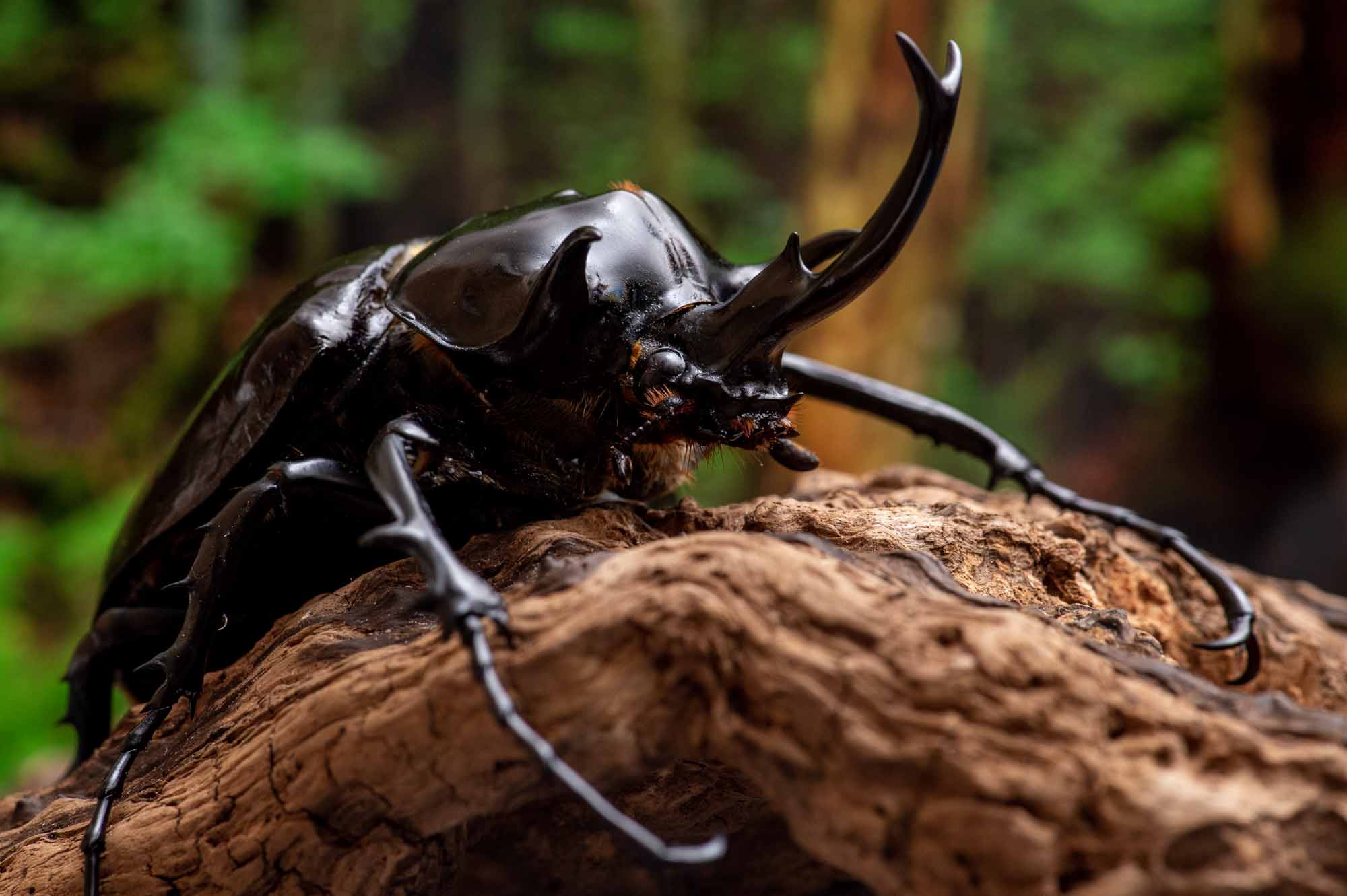 マルスゾウカブト | 虫の写真と生態なら昆虫写真図鑑「ムシミル」