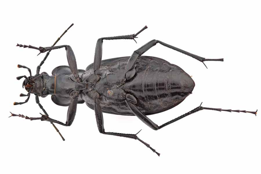 ホソクビナガオサムシ/韓国.智異山産【外国産オサムシ標本】 外国産