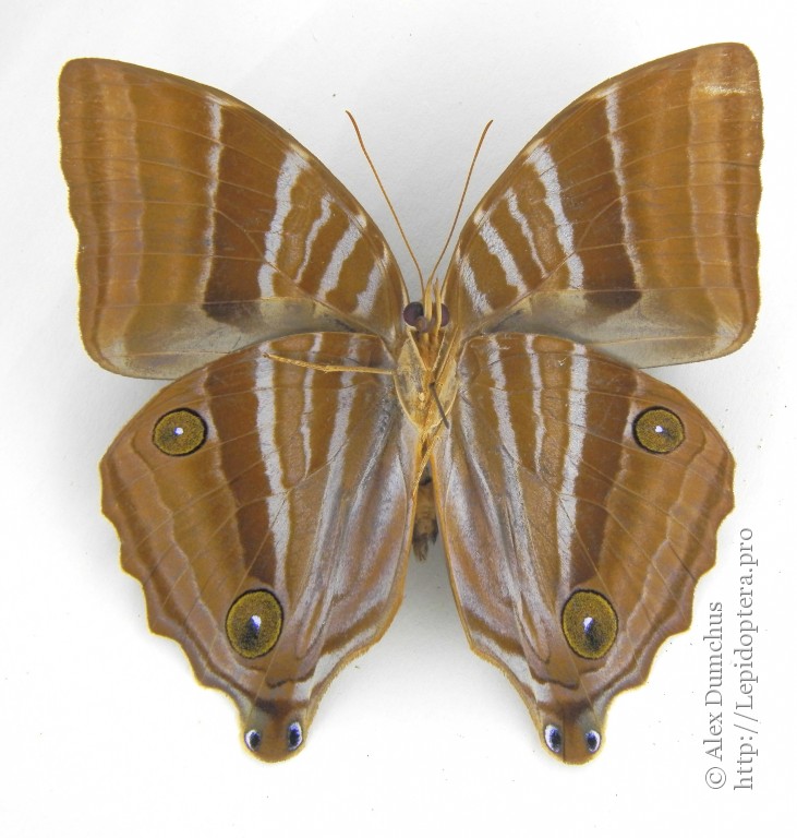 Photo #39914: Amathusia phidippus