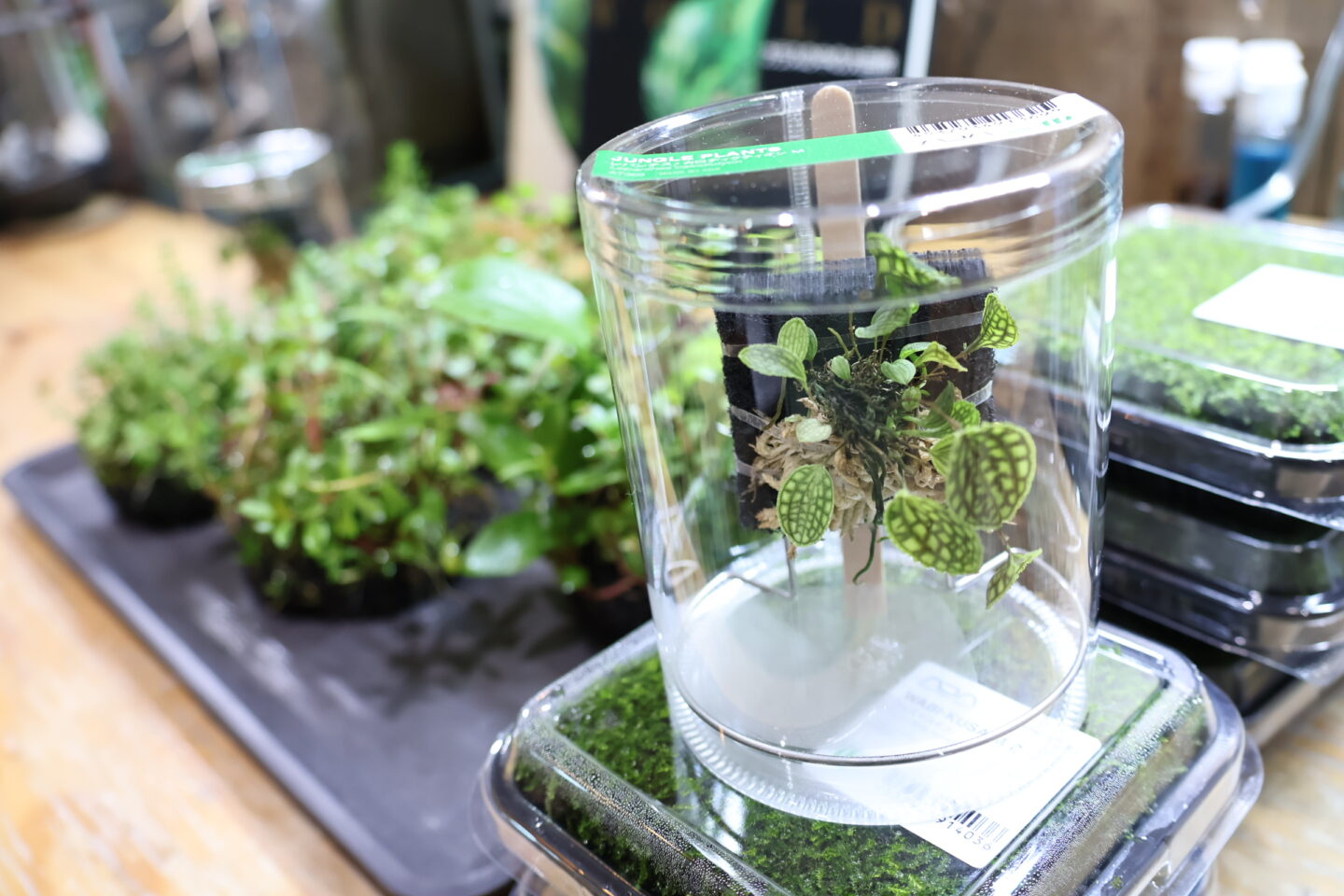 アツ MARU 95 2個 ADA レパンテス・カロディクティオン 。 ADA PLANTS