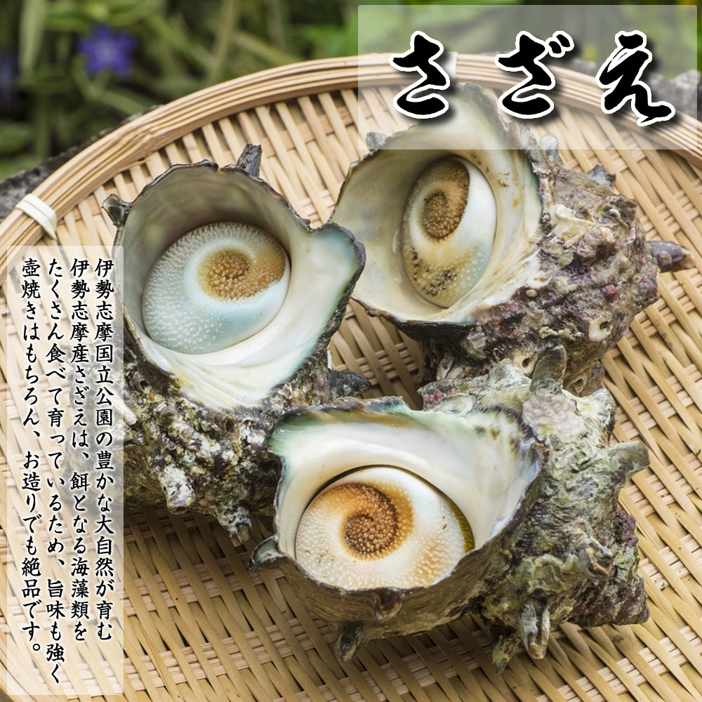 さざえ サザエ 活《15個セット》 三重県 伊勢志摩産 産地直送 天然 活
