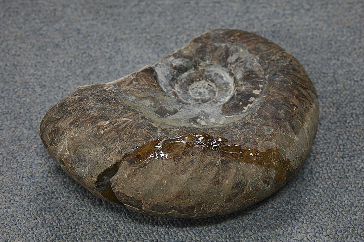 ギャラリーメイスン / 北海道夕張市大夕張産アンモナイト