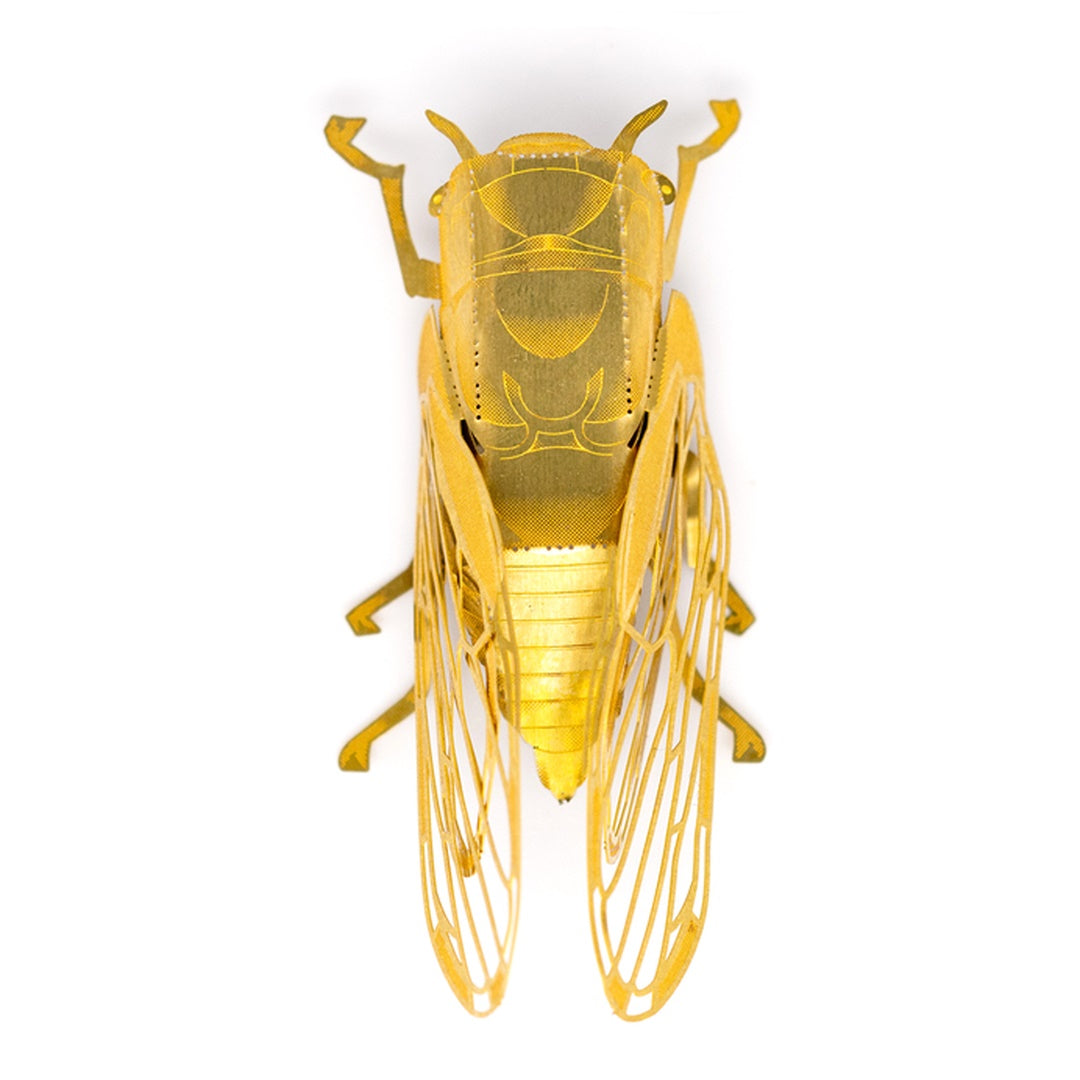 週末限定セール 昆虫標本 ヤクシマエゾセミ 週末限定セール 昆虫標本