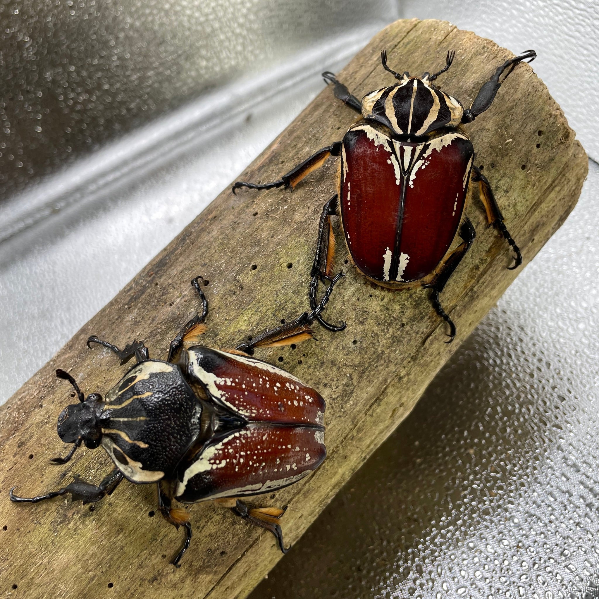 標本 Goliathus goliatus apicalis 65mm CONGO 標本 Goliathus