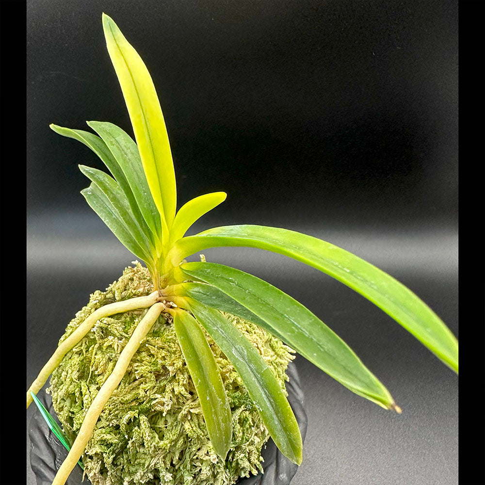 宝石のような観葉植物のお店 【Jewelry Plant】 富貴蘭 金玉牡丹