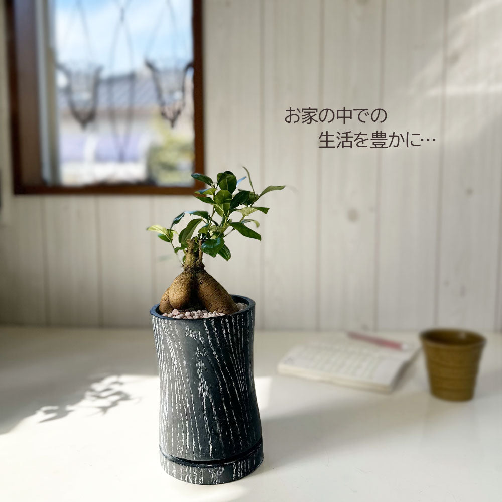 観葉植物 ガジュマル 大小 陶器鉢 2個セット 2号サイズのガジュマル｜観葉