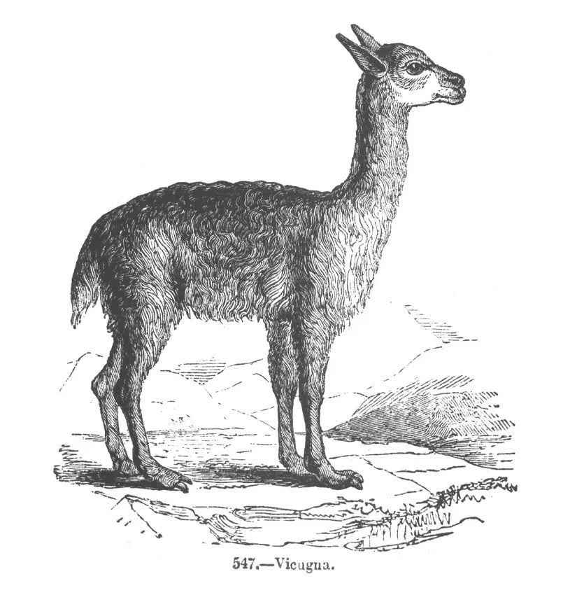 沿革｜Johnstons of Elgin