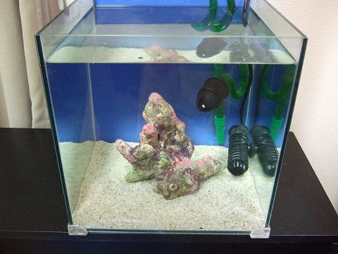 水槽立ち上げ！セッティング開始しました！ | おいらのアクアリウム