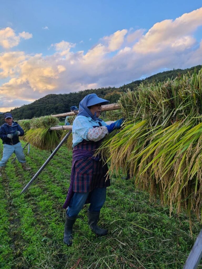 the稲刈り。 | 岩手県遠野市のお米農家 勘六縁 | 無肥料・無農薬の