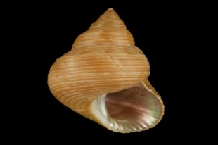 貝殻 オキナエビスガイ エビスガイ エビス貝 貝殻 オキナエビスガイ