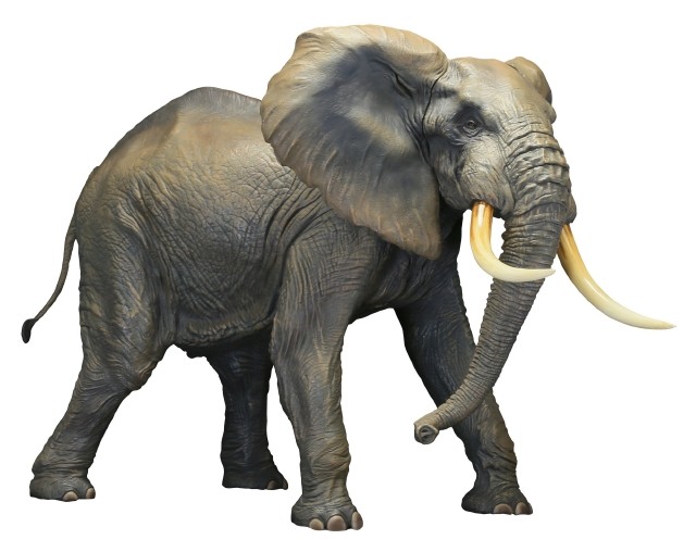 メガソフビアドバンス】 MSA-007 アフリカゾウ｜メガソフビアドバンス