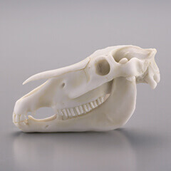 小さな芸術 根付・動物骨 日本の民間装飾 小さな芸術 根付・動物骨