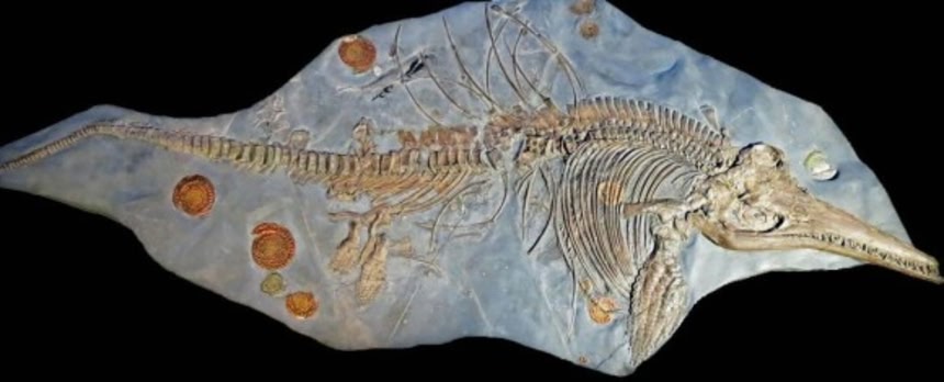 インドで1億5000万年前の海の怪物「イクチオサウルス」を発見 | カラパイア