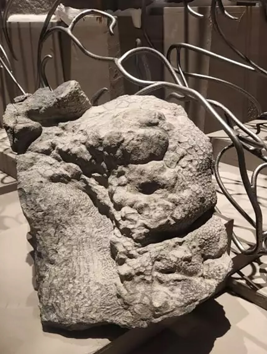 顔の皮膚がそのままの状態で残っている保存状態の良い恐竜の化石を発見