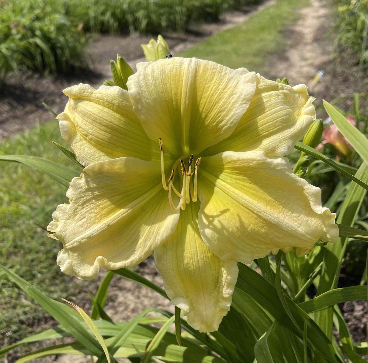 NEW 2023 INTRODUCTIONS* – Kathy's Daylilies