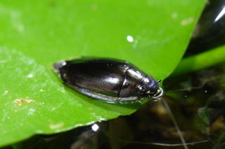 水生甲虫について学ぼう