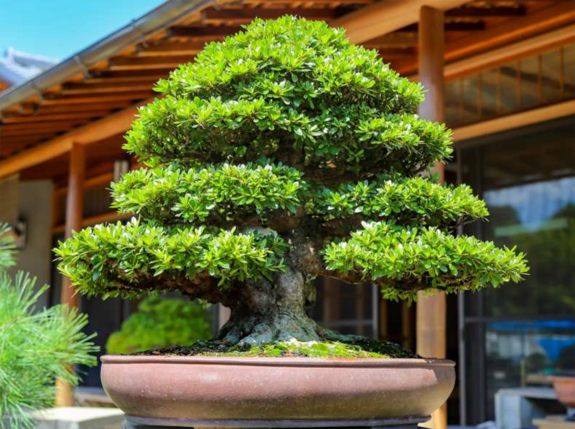 ☆*☆様 大型 盆栽鉢 大品盆栽 雑木盆栽 皐月盆栽 山野草 大盆（おお