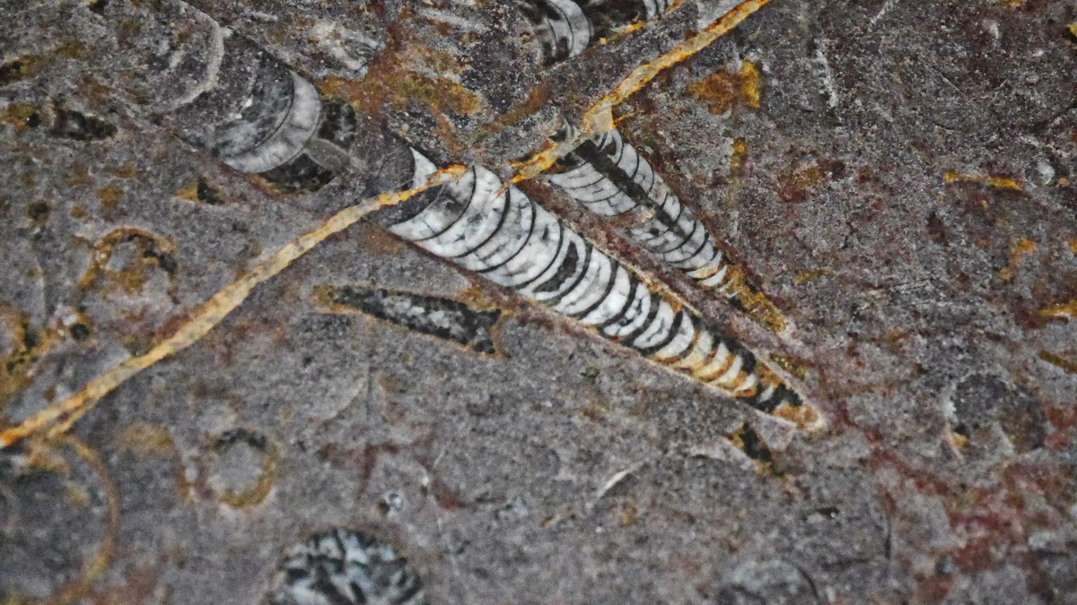 細かく研磨されたアンモナイト / アンモナイトの化石 / 本物の