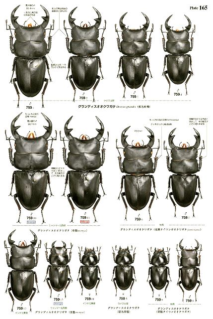 昆虫大図鑑むし社 世界のクワガタムシ大図鑑 むし社の努力の結晶 世界