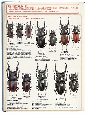 マクレイコクワガタ標本セット
