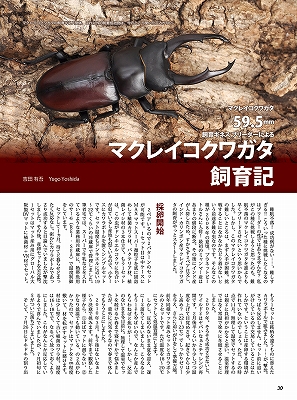 ビークワ54号（BE・KUWA） 世界のコクワガタ大特集!!