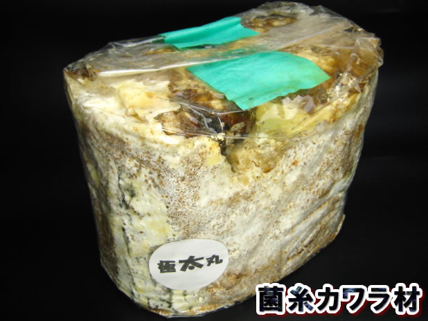 クワガタの産卵に有効な【菌糸カワラ材】販売 送料格安
