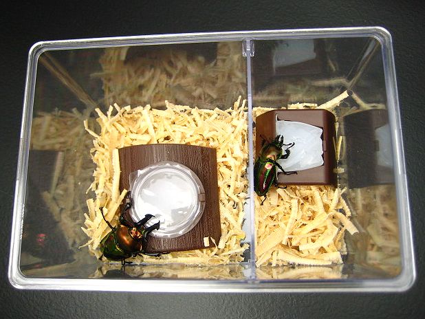 専用④クリアスライダー33個 クリアスライダー 昆虫 飼育ケース」の