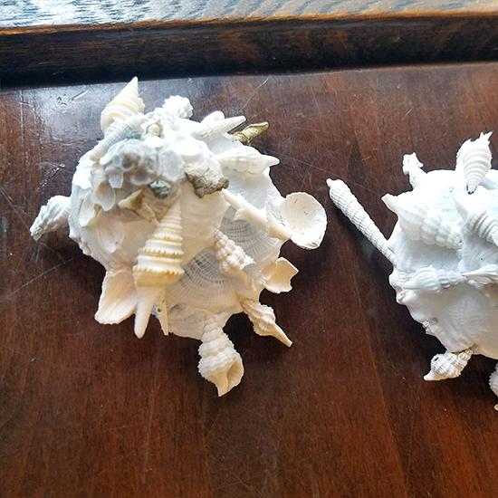 クマサカガイ – きらら舎