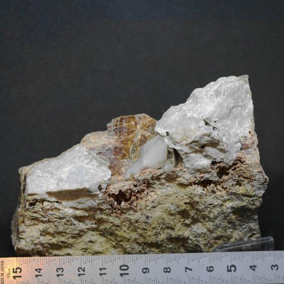 バタグルミ化石 ⑤