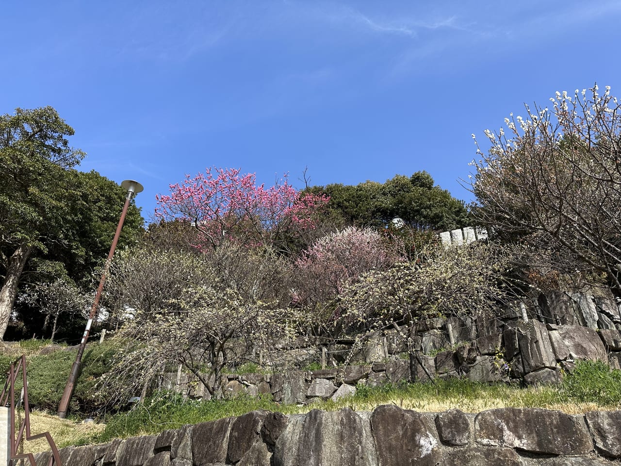 神戸市東灘区】岡本梅林公園より、見頃が遅い 「保久良梅林」が