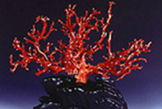 土佐珊瑚｜高知の工芸品｜高知まるごとネット