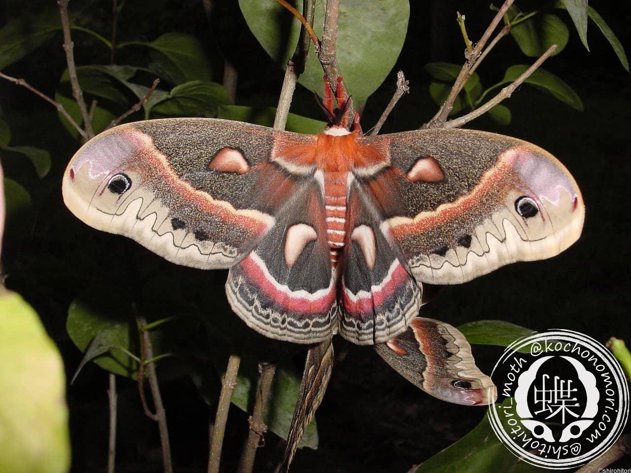 カナダ産 セクロピアサン A品！ 巨大 蝶標本 蛾標本 ヤママユ 美麗