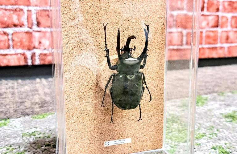 昆虫標本アート｜一点物・オリジナル作品
