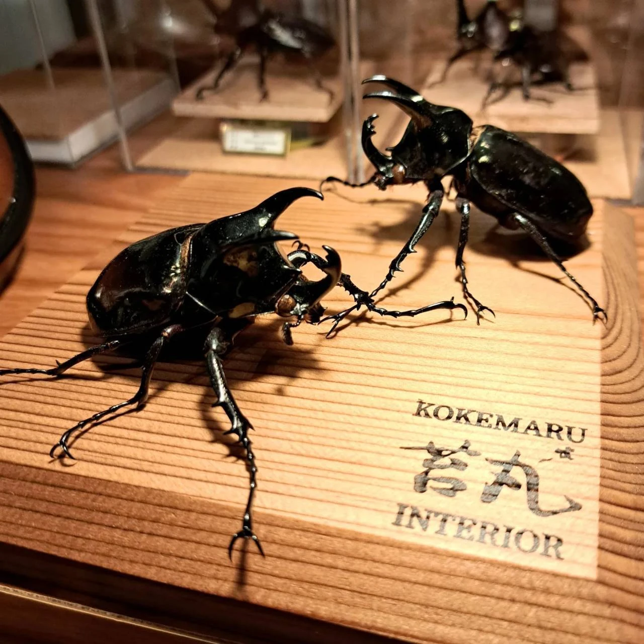 昆虫標本オーダー専門店 一点ものに拘る職人技；苔丸インテリア