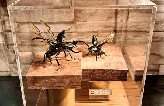 ウエストウッディオオシカクワガタ」その魅力と価値を引き出す芸術的