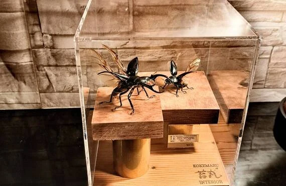 ウエストウッディオオシカクワガタ 77mm 標本 ウエストウッディ
